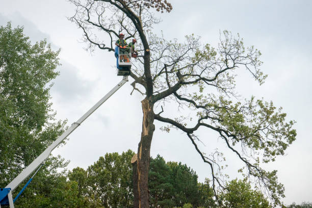 Mulching Services in St George, MO